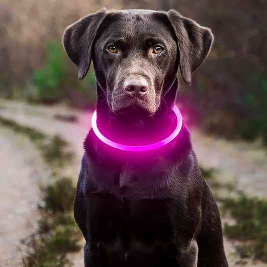 🌦 4 Seasons of Safety: How the LED Luminous Anti-Lost Collar Protects Your Dog Year-Round - Checkouts UK