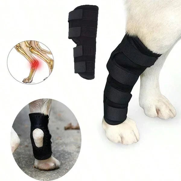 How a Dog Leg Brace Can Help Your Pup Heal and Thrive - Checkouts UK