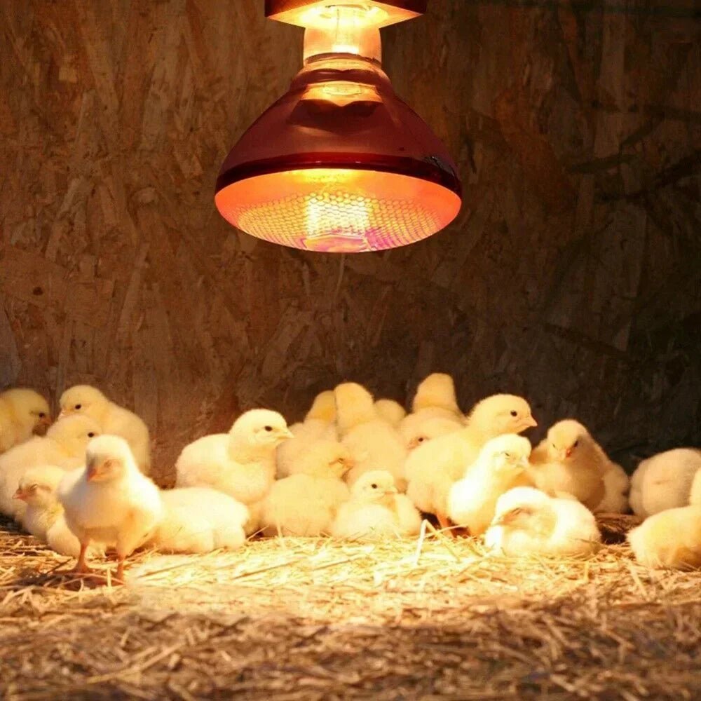 220V Poultry Heating Bulb 100/150/200/250/275W Infrared Lamp Insulation Heating for Reptiles Plants Amphibians Pets Livestock - Furbury