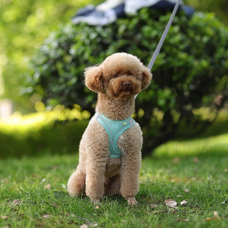 Dog Harness Leash Set for Small Dogs Adjustable Puppy Cat Harness Vest French Bulldog Chihuahua Pug Outdoor Walking Lead Leash - Furbury