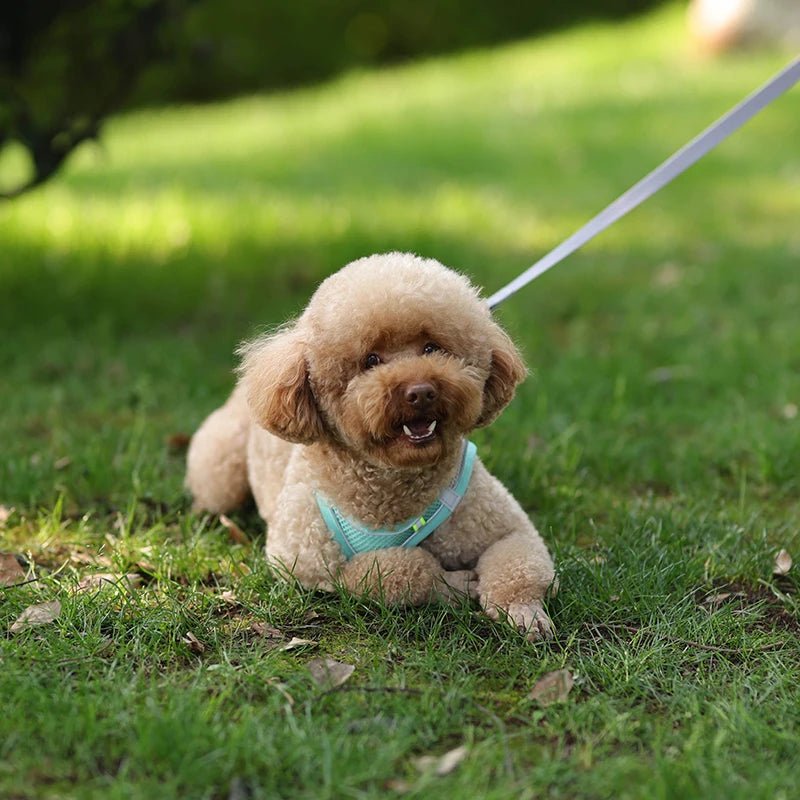 Dog Harness Leash Set for Small Dogs Adjustable Puppy Cat Harness Vest French Bulldog Chihuahua Pug Outdoor Walking Lead Leash - Furbury