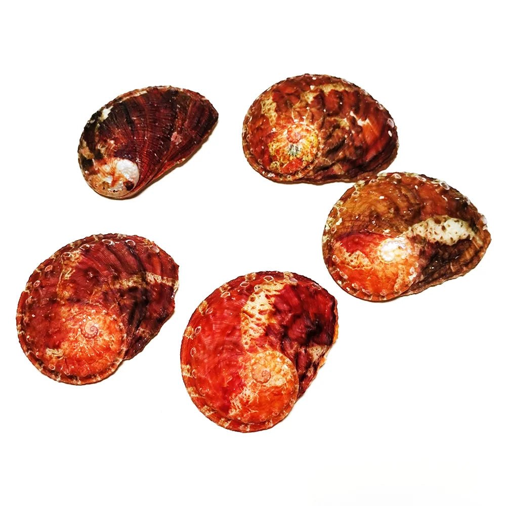 Wholesale Bulk 2PC Colorful Abalone Shells Red Baby Paua Shell For Aquarium Landscape Creative DIY Jewelry Beads Nautical Decor - Furbury