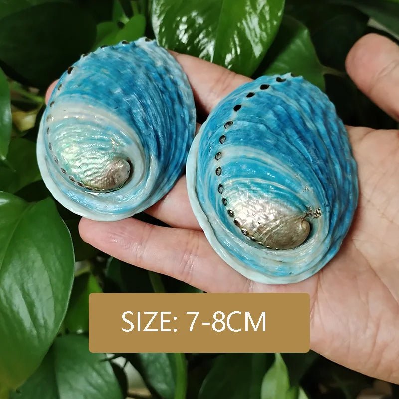 Wholesale Bulk 2PC Colorful Abalone Shells Red Baby Paua Shell For Aquarium Landscape Creative DIY Jewelry Beads Nautical Decor - Furbury
