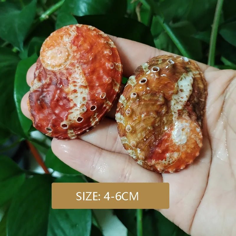 Wholesale Bulk 2PC Colorful Abalone Shells Red Baby Paua Shell For Aquarium Landscape Creative DIY Jewelry Beads Nautical Decor - Furbury