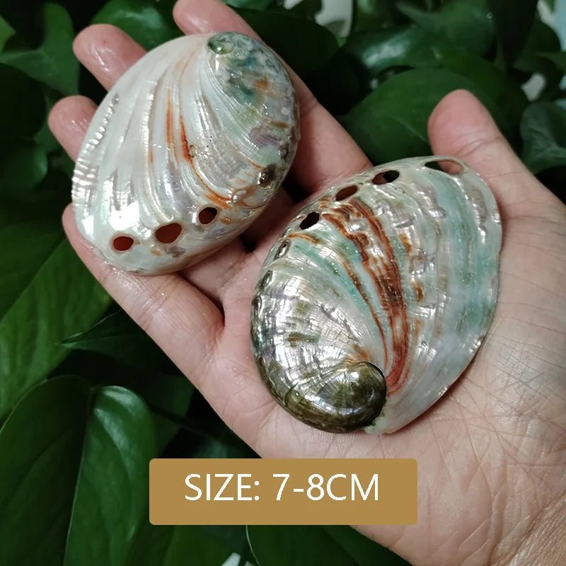 Wholesale Bulk 2PC Colorful Abalone Shells Red Baby Paua Shell For Aquarium Landscape Creative DIY Jewelry Beads Nautical Decor - Furbury