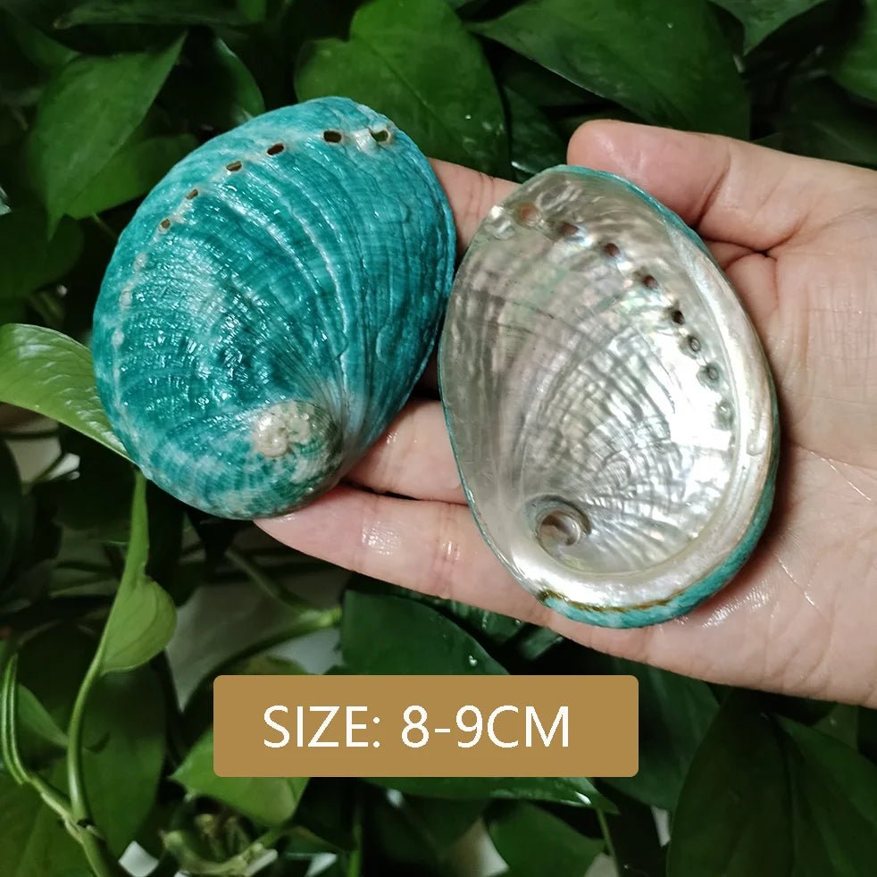 Wholesale Bulk 2PC Colorful Abalone Shells Red Baby Paua Shell For Aquarium Landscape Creative DIY Jewelry Beads Nautical Decor - Furbury