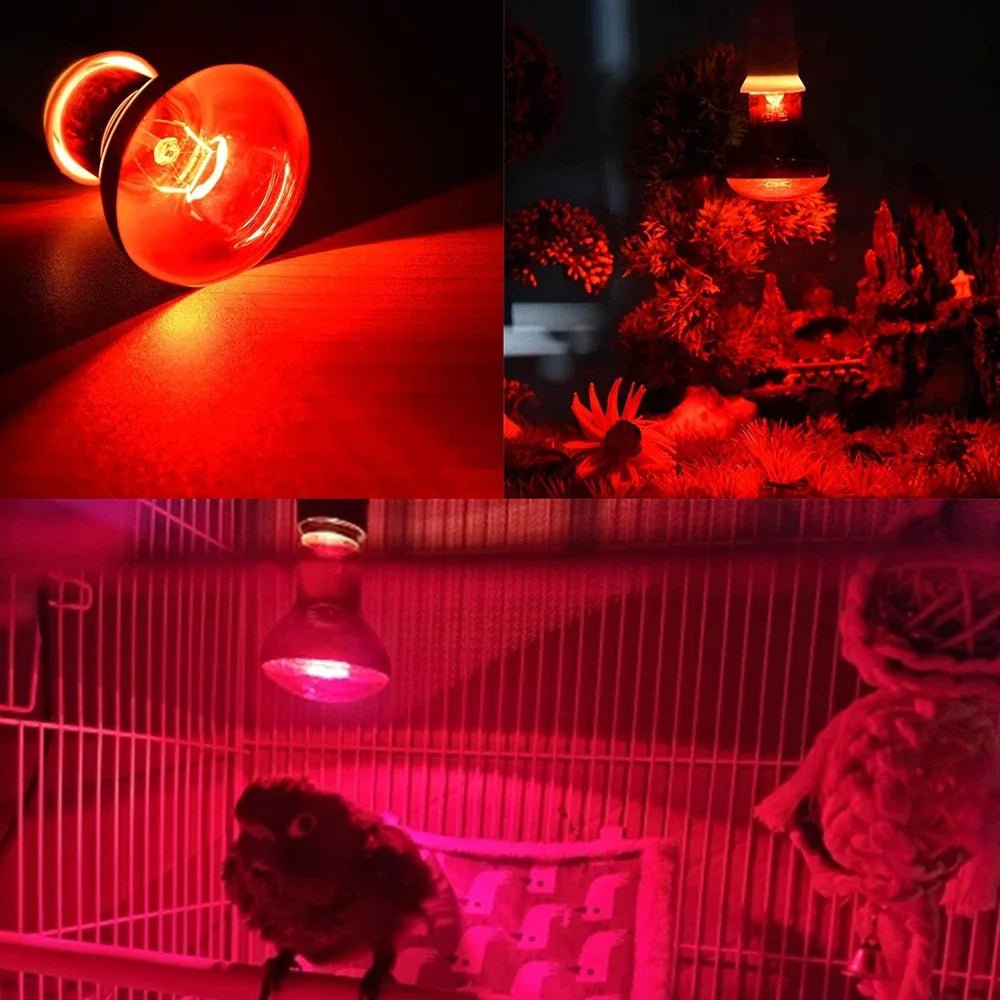 Wholesale Bulk E27 Reptile Heat Lamp 25 - 100W Amphibious Uva Red Heating Bulb Lizards Snakes Spiders Reptiles Breeding Tank Lighting Supplies - Furbury