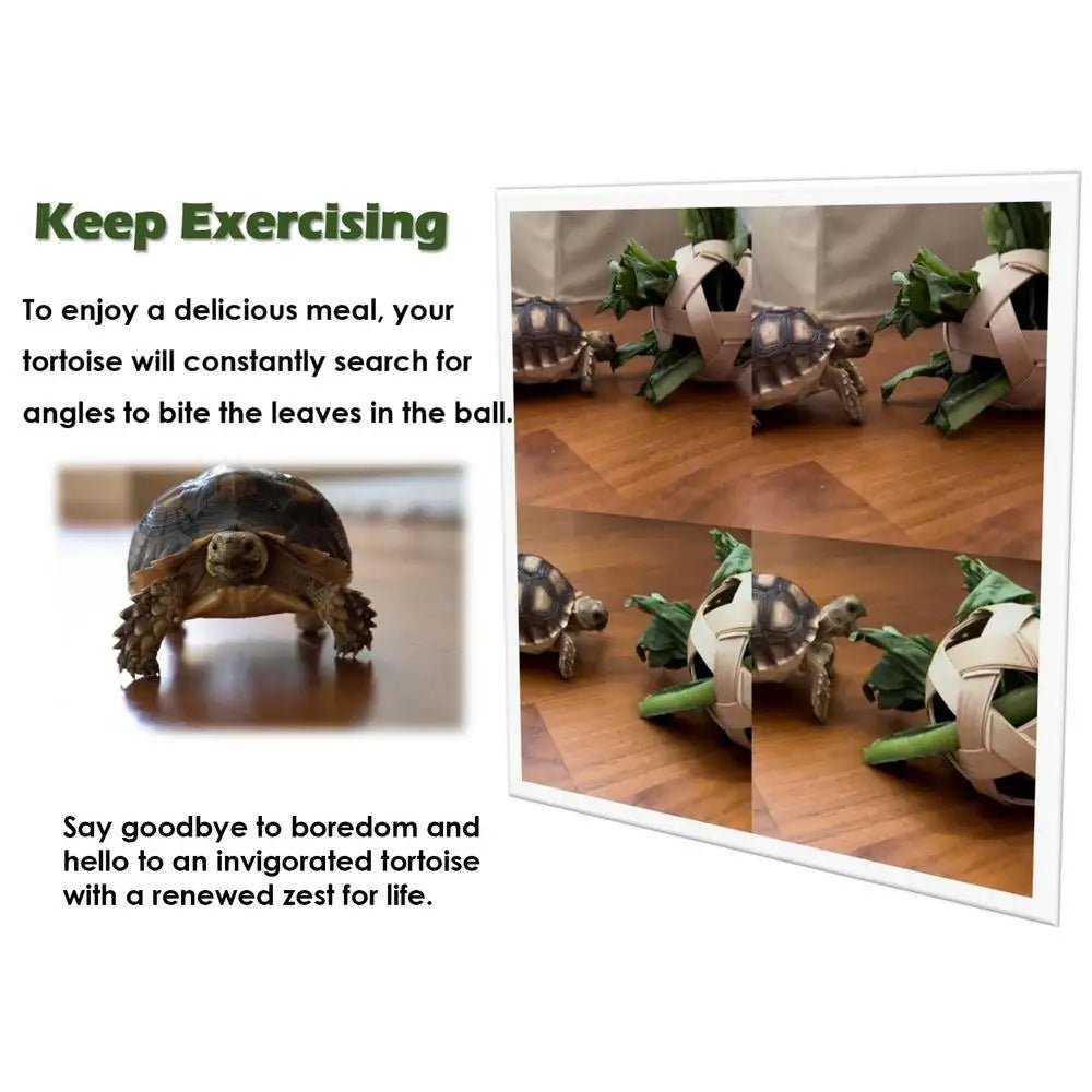 Wholesale Bulk Mini Small Skateboard For Turtles Parrot Toy with 2 Turtle Feeding Ball Fruit Vegetable Holder Finger Skate Board For Tortoise - Furbury