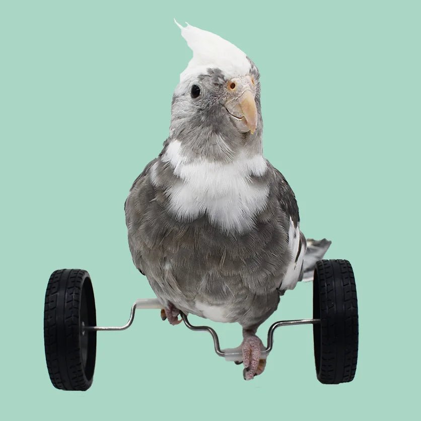 Wholesale Bulk Parrot Balance Car Deboring Toys Small And Medium - Sized Bird Supplies Roller Skateboard Skill Training Props Phoenix Bird Toys - Furbury