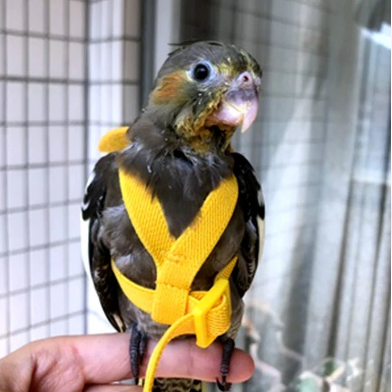 Wholesale Bulk Parrot Flying Harness Leash Suit Pet Bird Outdoor Flight Training Rope Cockatiel Supplies Macaw Accessories Stuff For Budgie - Furbury