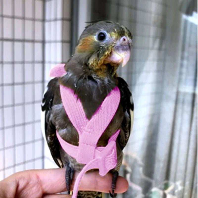 Wholesale Bulk Parrot Flying Harness Leash Suit Pet Bird Outdoor Flight Training Rope Cockatiel Supplies Macaw Accessories Stuff For Budgie - Furbury