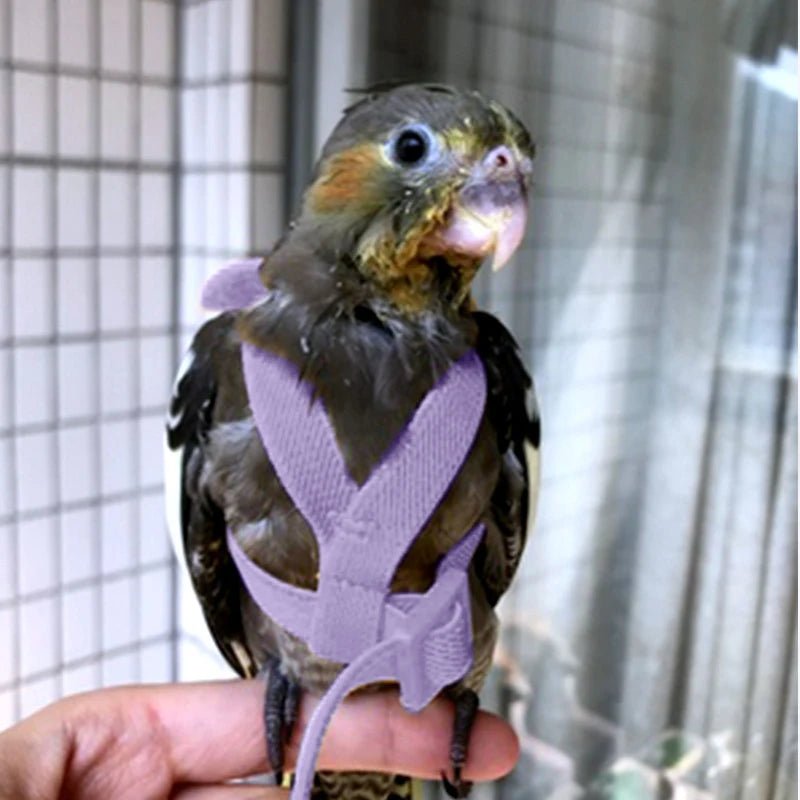 Wholesale Bulk Parrot Flying Harness Leash Suit Pet Bird Outdoor Flight Training Rope Cockatiel Supplies Macaw Accessories Stuff For Budgie - Furbury