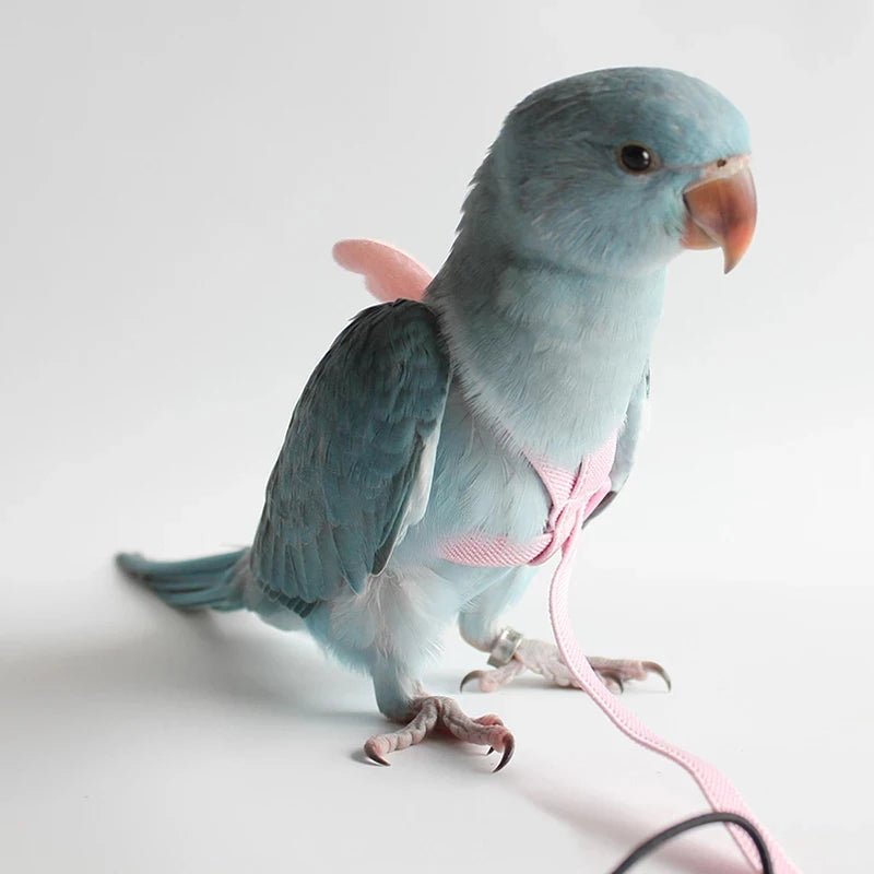 Wholesale Bulk Parrot Flying Harness Leash Suit Pet Bird Outdoor Flight Training Rope Cockatiel Supplies Macaw Accessories Stuff For Budgie - Furbury
