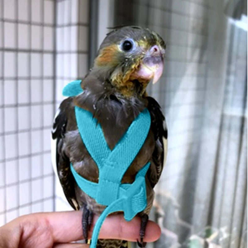 Wholesale Bulk Parrot Flying Harness Leash Suit Pet Bird Outdoor Flight Training Rope Cockatiel Supplies Macaw Accessories Stuff For Budgie - Furbury