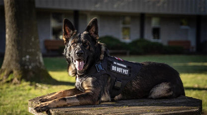 Military Large Dog Harness Training Pet Vest for French Bulldog German Shepherd Malinois Tactical Harnesses For Dogs Accessories - Checkouts UK