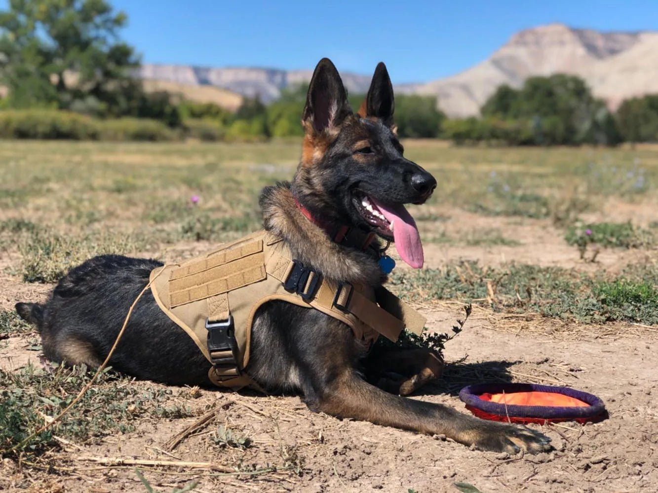 Military Large Dog Harness Training Pet Vest for French Bulldog German Shepherd Malinois Tactical Harnesses For Dogs Accessories - Checkouts UK