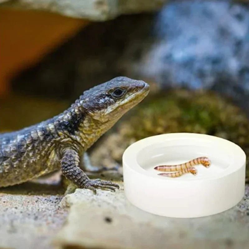 Reptile Food Bowl Anti - Escape Ceramic Feeder Dish Reptile Water Bowl for Hermit Crab Leopard Gecko Chameleon Corn Snake Y5GB - Furbury