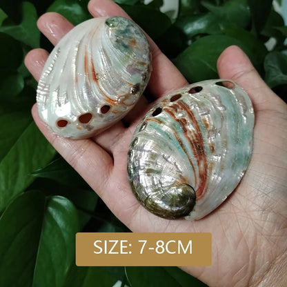 Wholesale Bulk 2PC Colorful Abalone Shells Red Baby Paua Shell For Aquarium Landscape Creative DIY Jewelry Beads Nautical Decor - Furbury