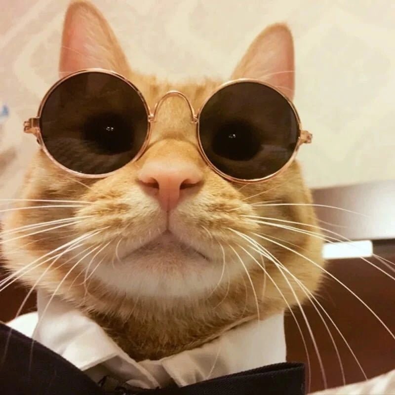 Wholesale Bulk Lovely Vintage Round Cat Sunglasses Reflection Eye wear glasses For Small Dog Cat Pet Photos Pet Products Props Accessories - Furbury